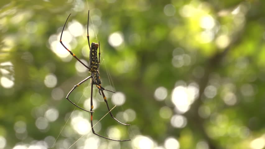 Spider on tree