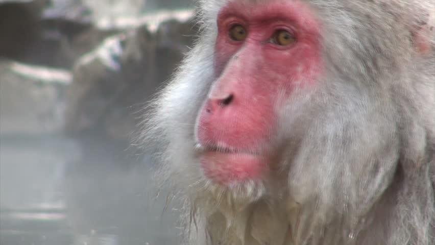 Beautiful face of an old and wise 'snow monkey' in Japan