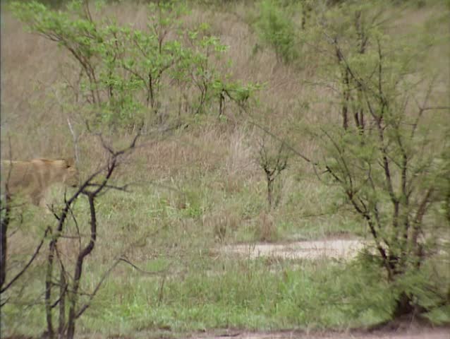 Lion pride scavenging in bushes. Lions have a family social structure - the pride - they hunt and eat collectively.