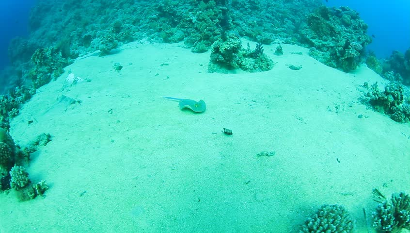 Blue Spotted Stingray on coral reef, shot pans to Scuba Diver