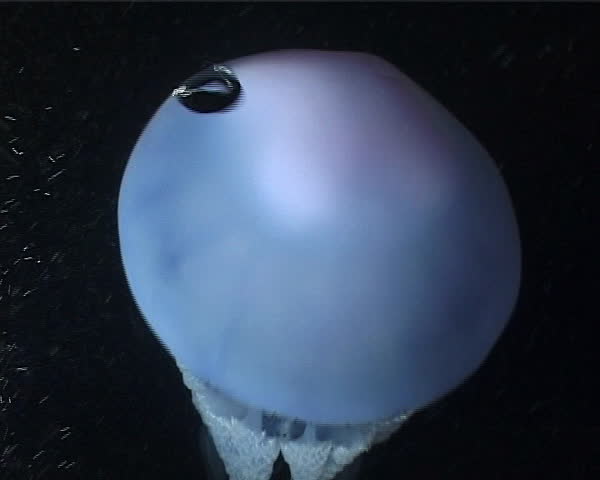 Aurelia Aurita Jellyfish. Shot captured in the wild in the Mediterranean Sea (Italy) by 3CCD camera - PAL system.