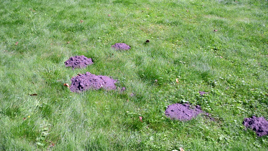speed up fast barefoot man in shorts cut mow green lawn grass around molehills.