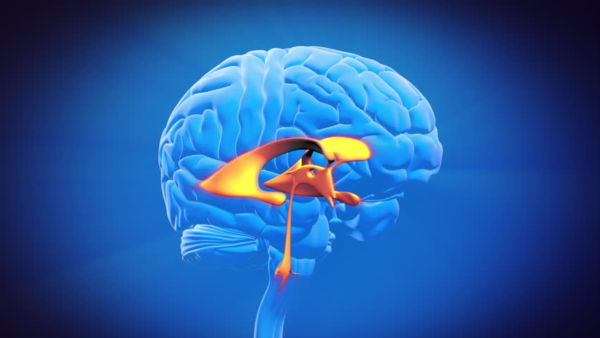 Brain part - VENTRICLE
