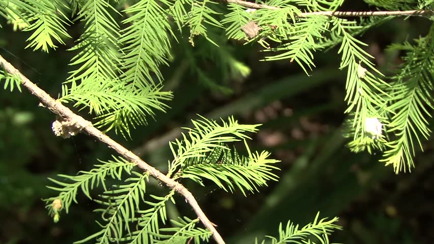 Tree limbs in breeze
