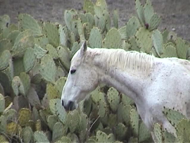 a beautiful white horse stands between two cactus bushes