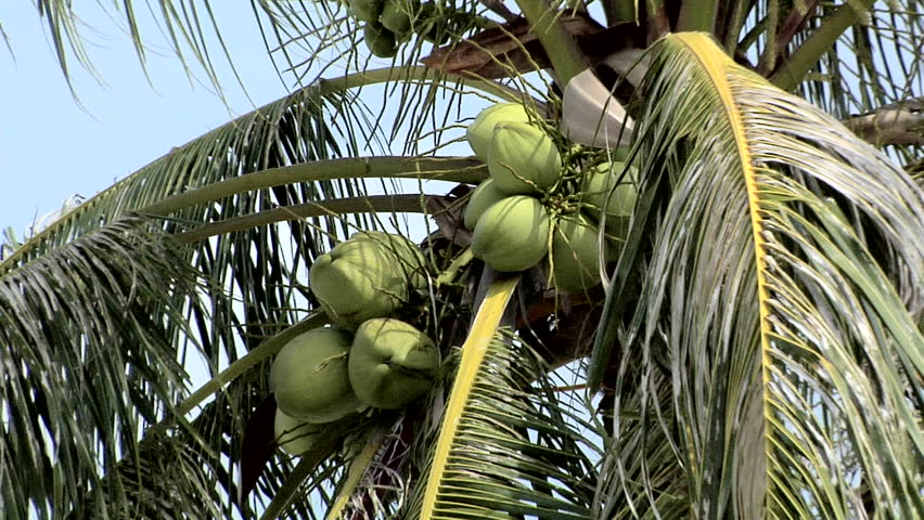 Coconuts growing in the Palm Tree