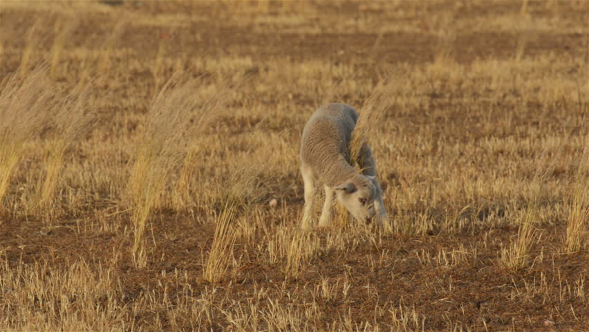 A cute young lamb grazing in the dry grass of a paddock in the Australian summer.