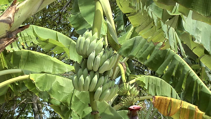 Bananas growing on a Banana Stalk