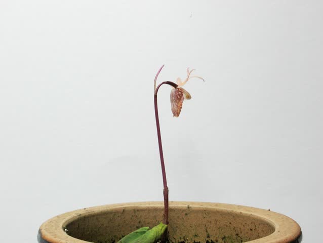 Calypso Orchid Blooming Time-Lapse - This is the Northern American Calypso orchid (Calypso bulbosa) blooming from a small flower bud, being pollinated, and then producing a young seed pod.