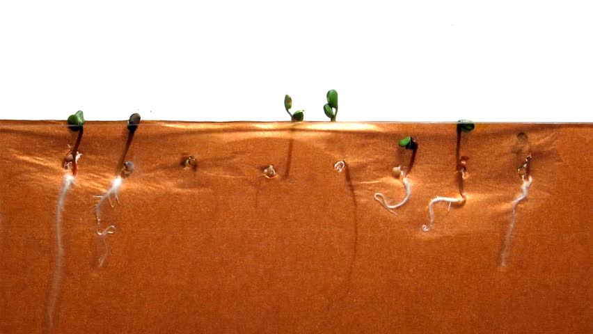 Radish Seed Time-Lapse - A time-lapse of radish seeds growing, with both the roots and shoots visible.