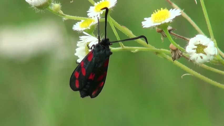beautiful butterfly sitting on a flower