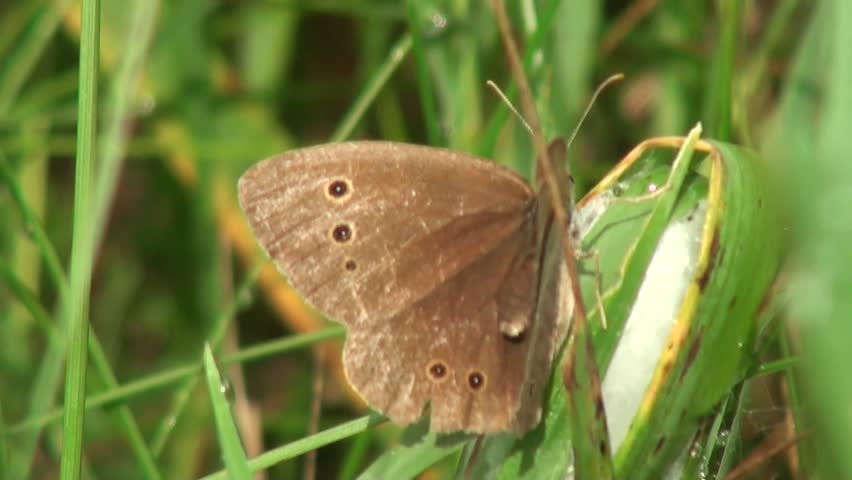 butterfly with beautiful wings