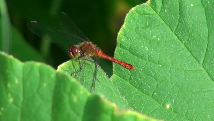 close-up of red dragonfly brushes his foot