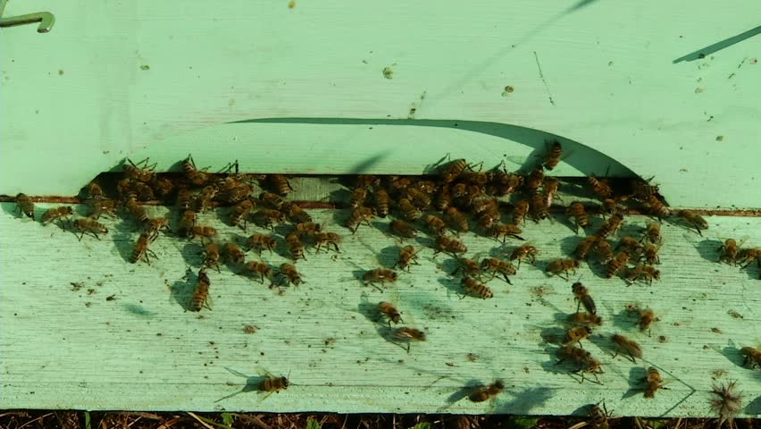Nature Apiary. Bee-garden.
