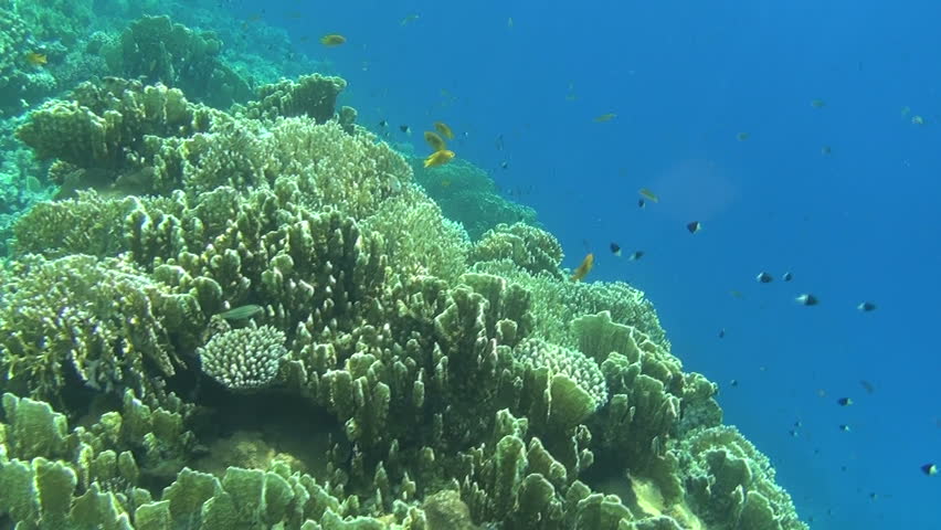 colorful fishes on reef 37