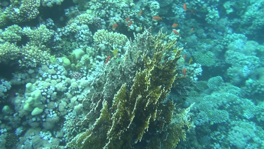 colorful fishes on reef 42