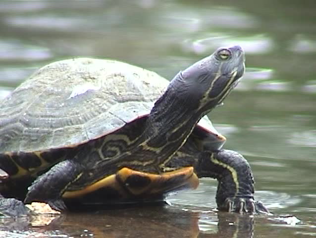 Red-eared Slider", AKA "Red-eared Terrapin" and subspecies "Trachemys scripta elegans" sunbath on a rock in a duck pond