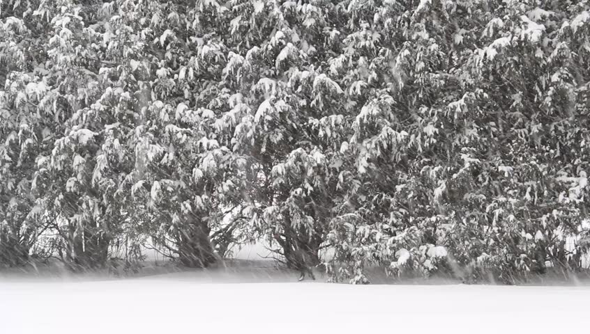 snow falling in a storm with evergreen shrubs in the background
