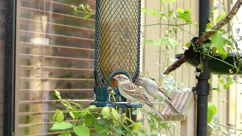 Songbirds on a feeder.
