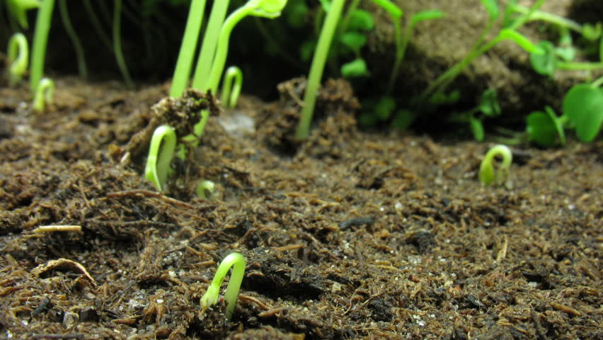 Growing been plant time lapse