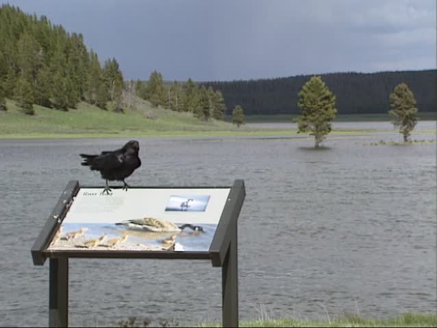 Hayden Valley, Yellowstone National Park: Raven rests on sign, flooded valley in background