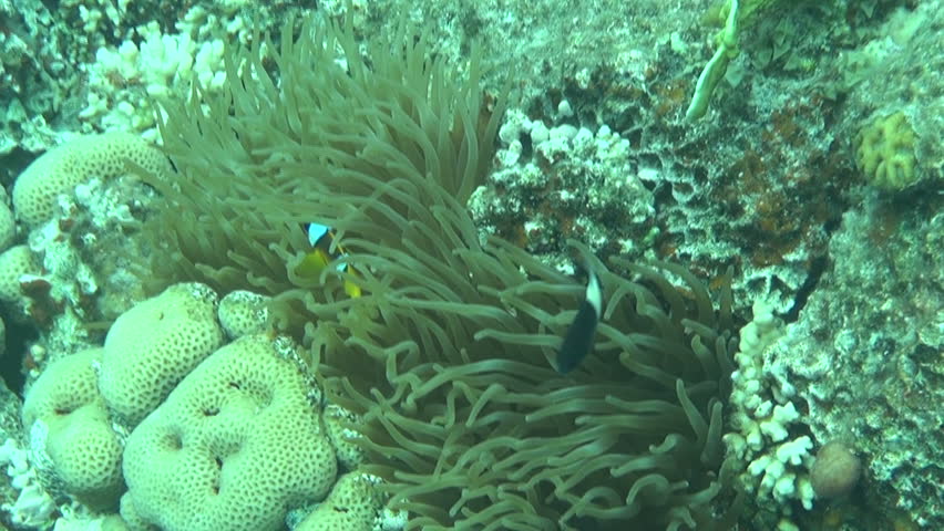 red sea anemonefish 04