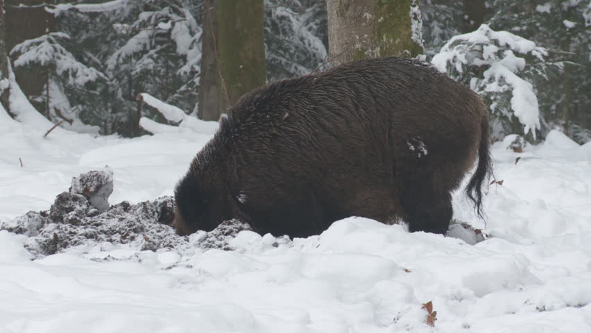 wild boar
