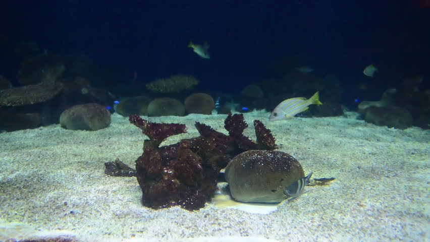 Manta ray floating underwater near coral reef
