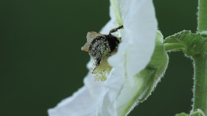 Bumblebee pollinating a blossom