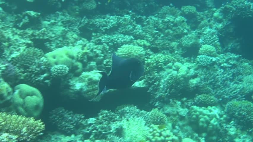 blue triggerfish