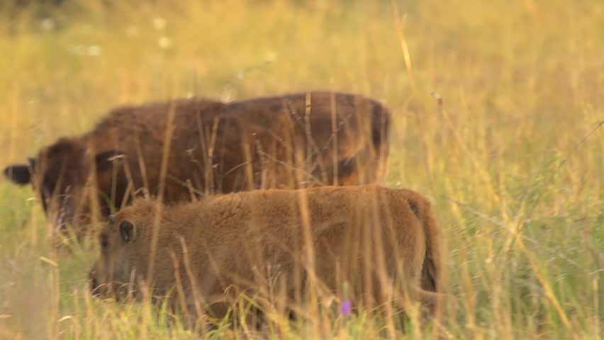 Baby Buffalo Grazing
A baby buffalo walks in a field during golden hour.
