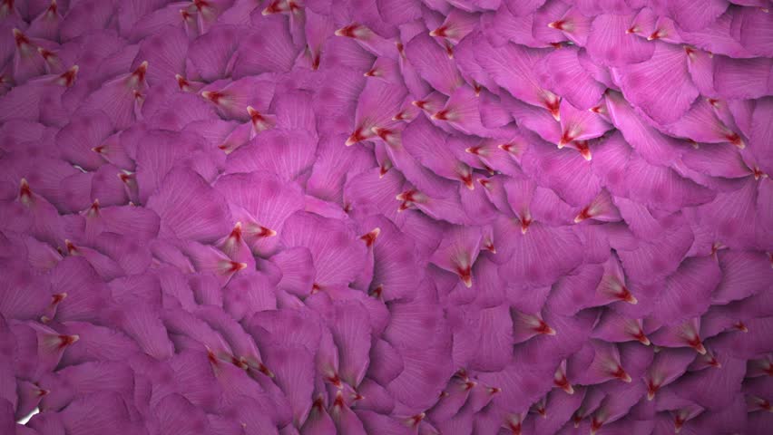 animated rose petals transition with isolate masking channel