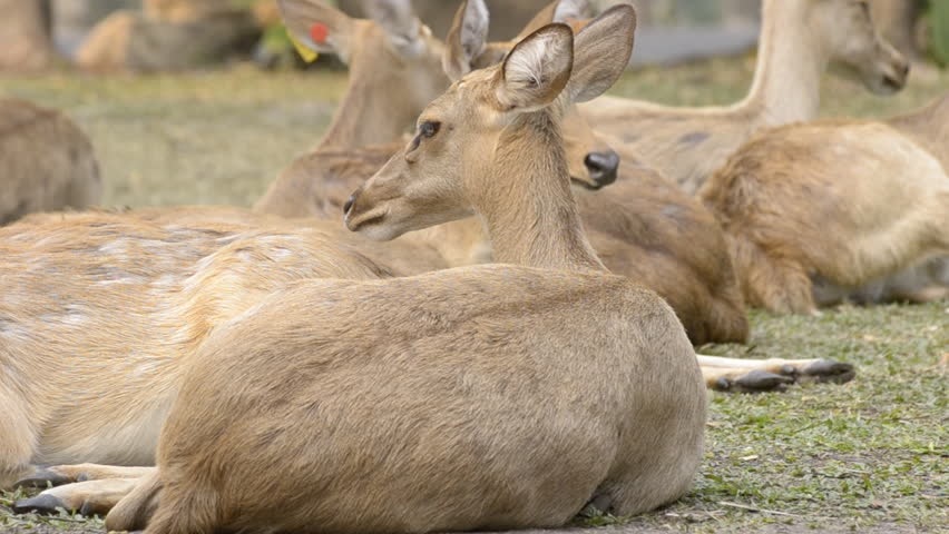Closeup of Burmese Brow-Antlered Deer (Rucervus eldii thamin)