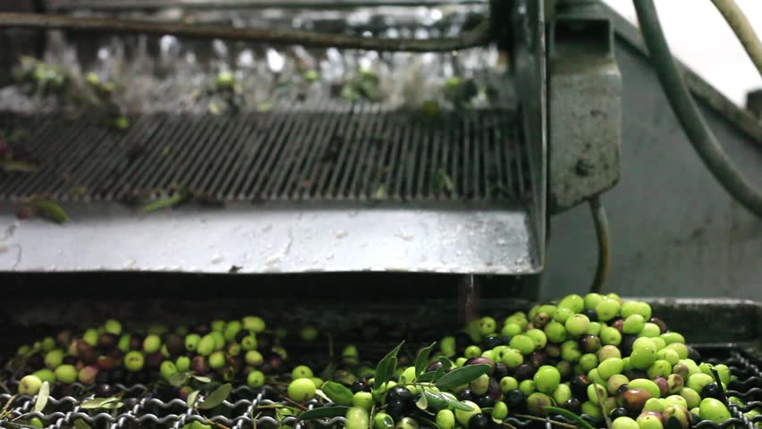 Mill during the olive oil extraction