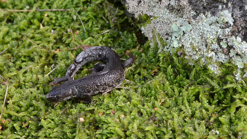 newt triton eft pleurodelinae salamandridae amphibian crawl walk on moss.