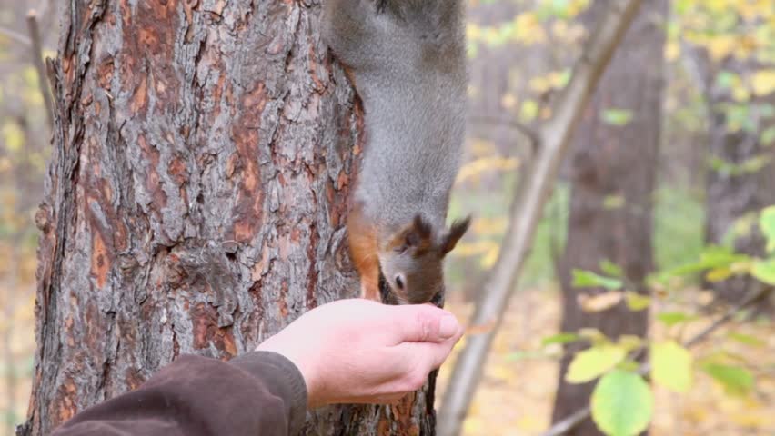 Squirrel sits on tree trunk and takes nut from hand