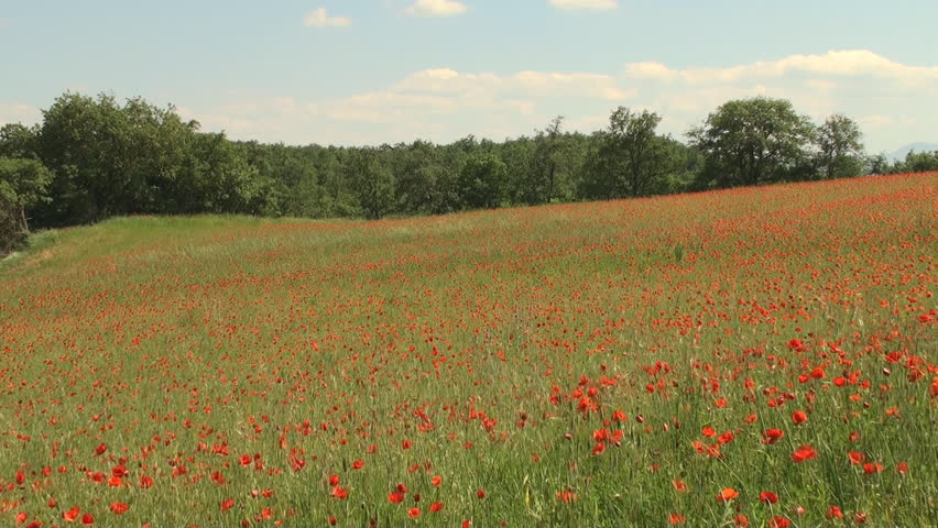 Field of poppy flowers in Tuscany swaying in the wind