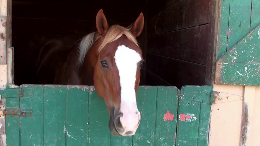 Horse in the stable