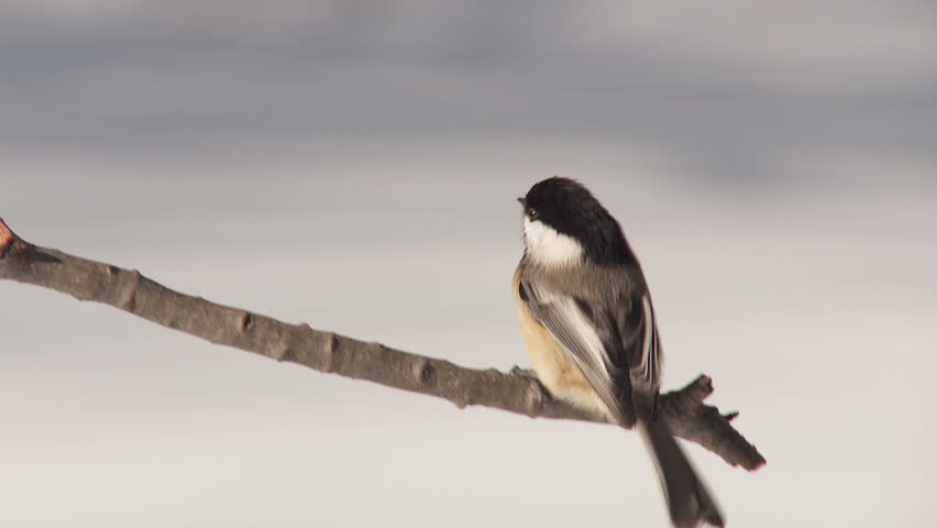 A Black-capped Chickadee (Poecile atricapillus) lands, briefly perches on a tree limb, and takes flight in winter.
