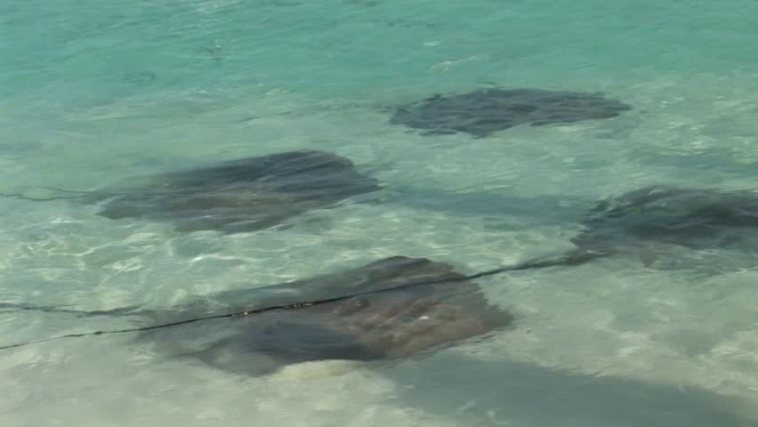 Stingray