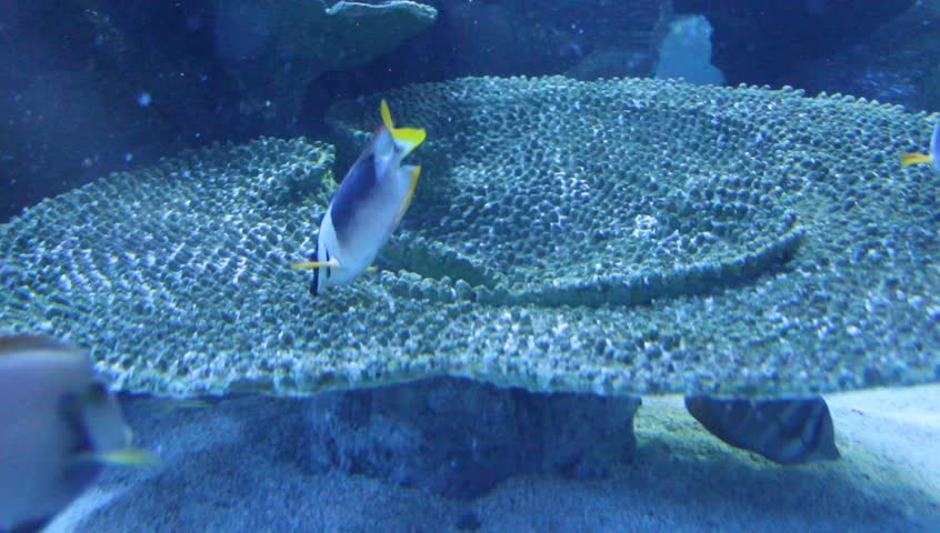 fishes on the corall. video