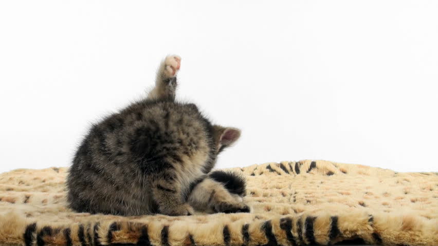 Cute tabby kitten sitting and taking a bath on an animal print blanket on white background
