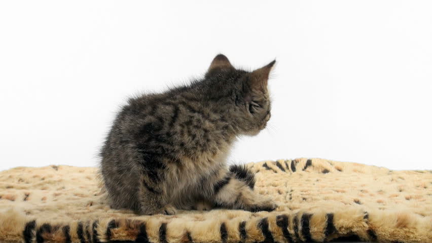 Cute tabby kitten sitting and taking a bath on an animal print blanket on white background