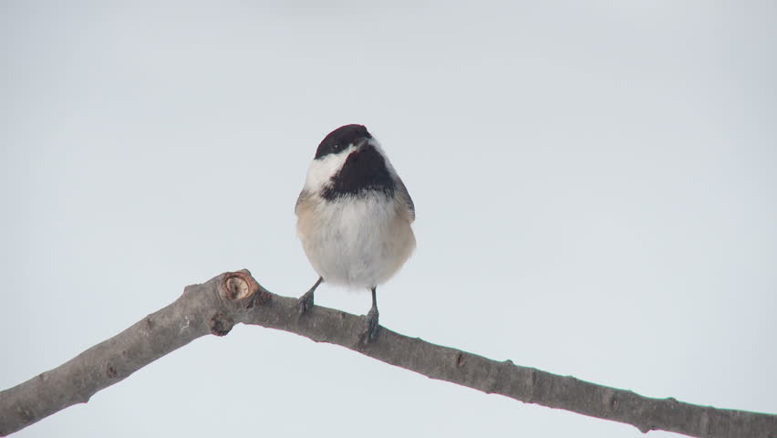 A Black-capped Chickadee (Poecile atricapillus) perches on a tree limb and takes flight in winter.