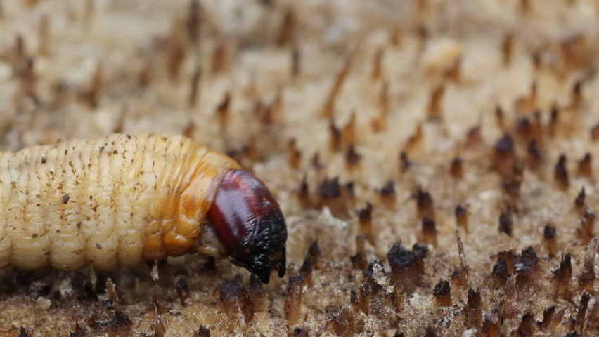 Beetle larvae on the tree 