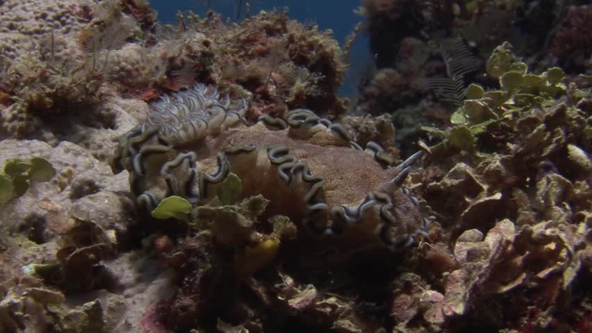Submerged
