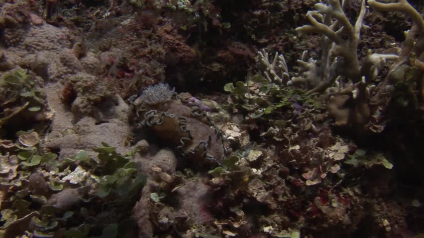 Submerged