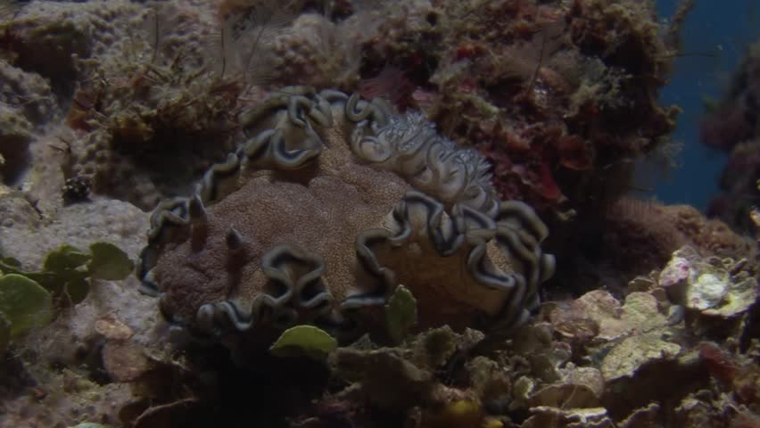 Submerged