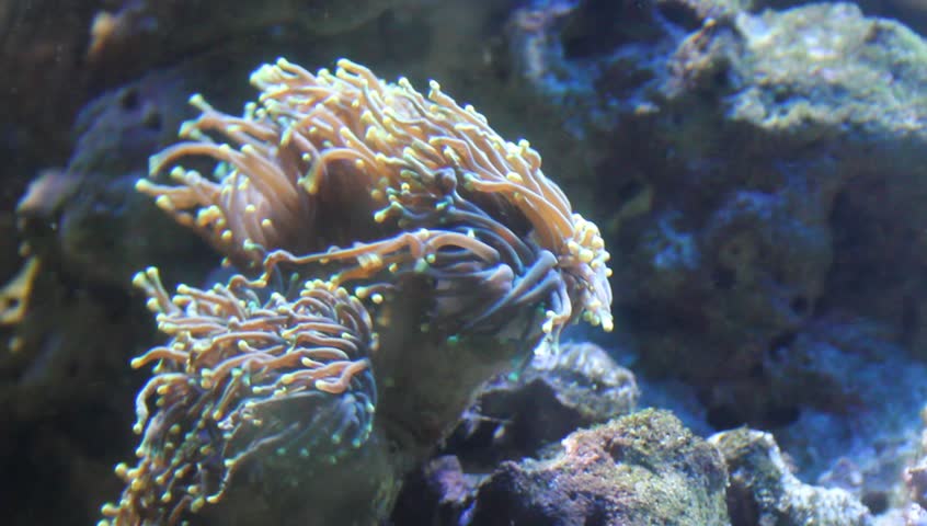 anemona video