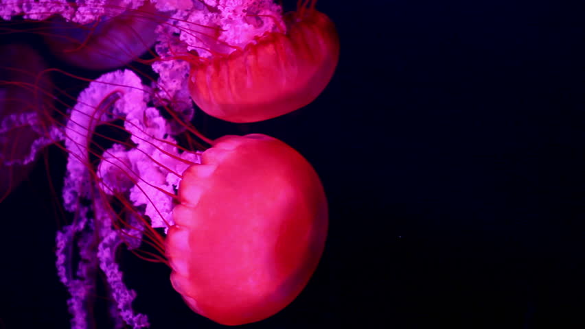a lot of red giant jellyfish medusa in a black void, natural background